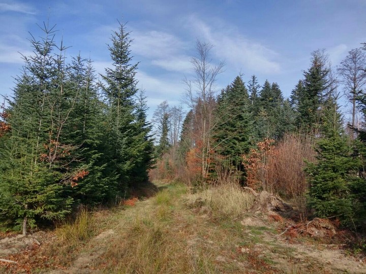 Bucovina