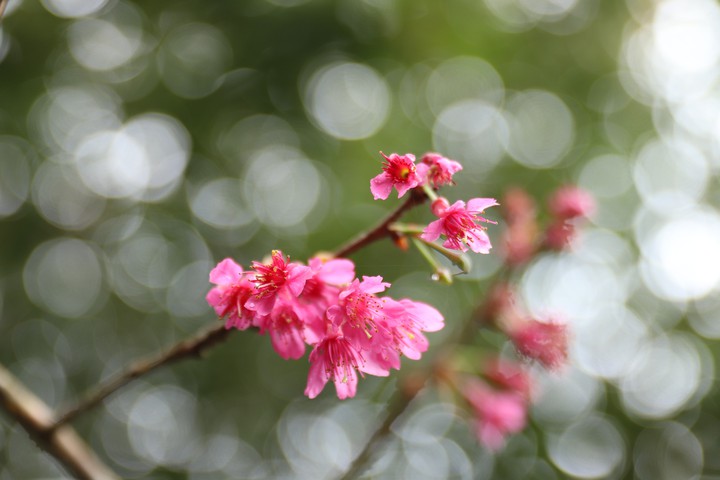 Cherry blossoms