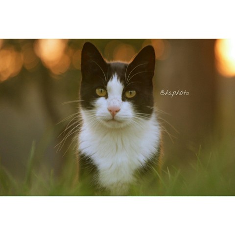 Timmy in the sunlight