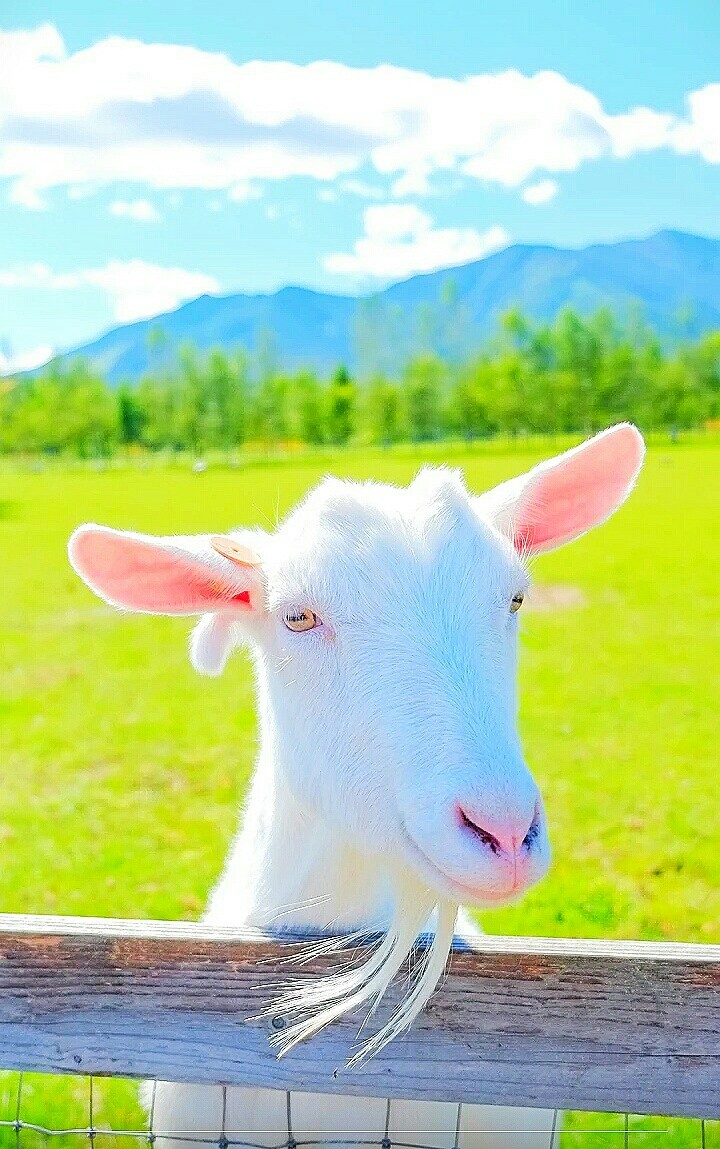 goat, goats, goat's, wallpapers, background, photo, image,