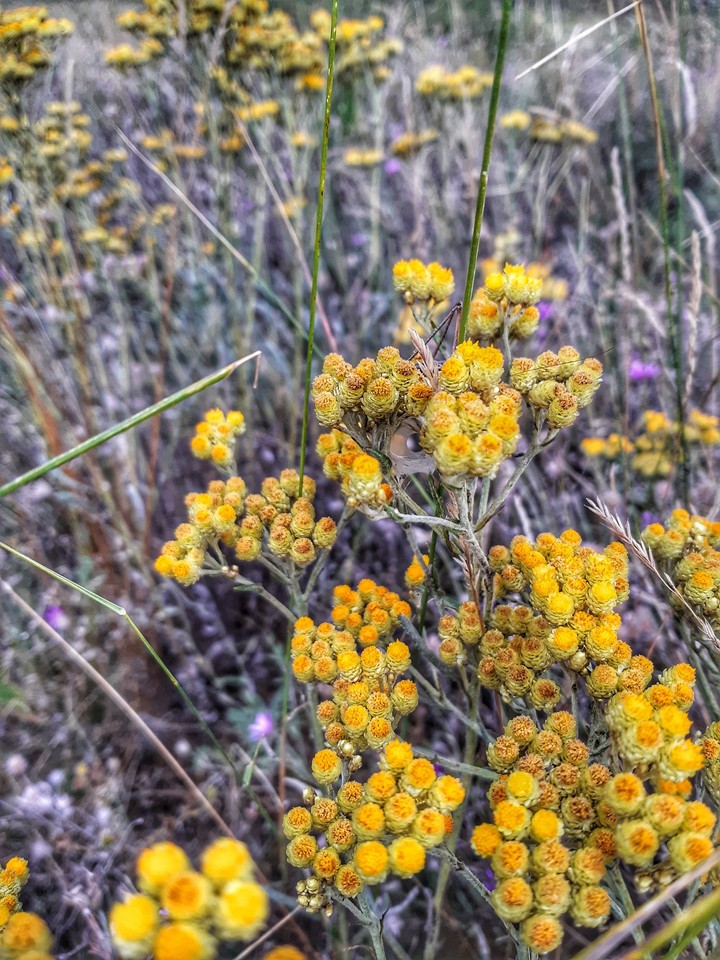 #yellow #flower