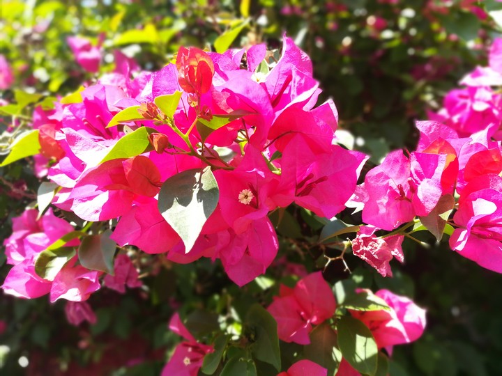 flower
