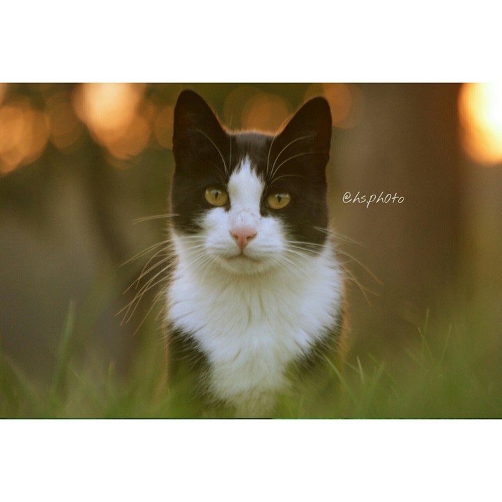 Timmy in the sunlight