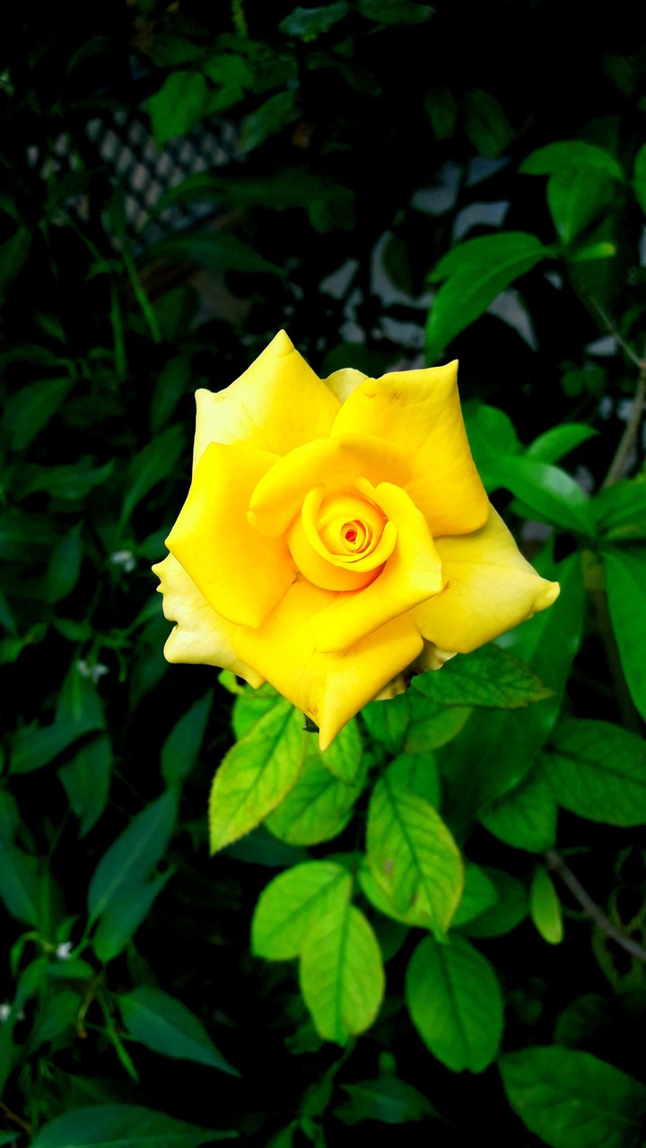 rose