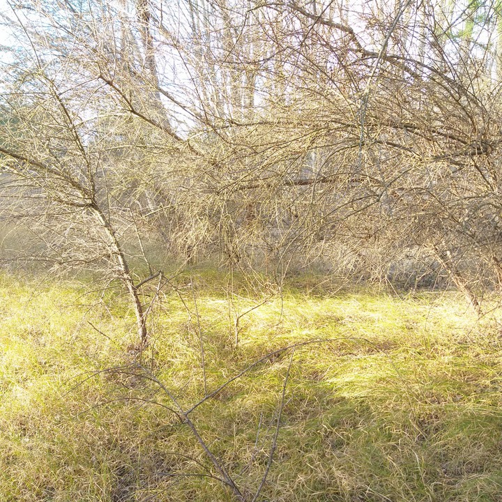 brushwood