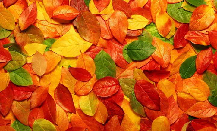 autumn