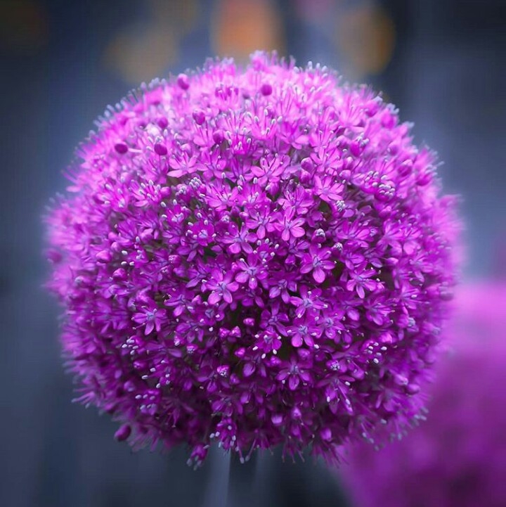 violet...