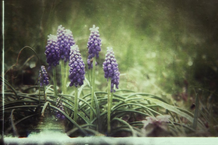 purple wildflower