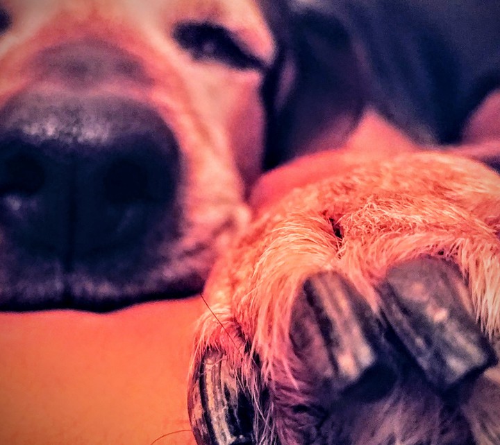 Dog and paw