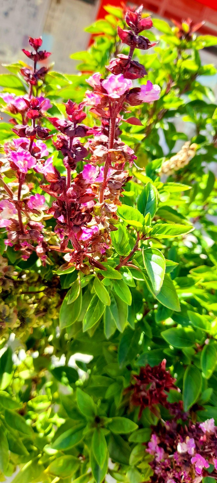 Basil