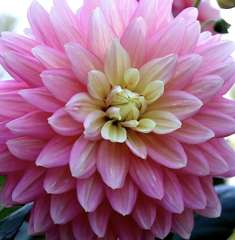 Pink Flower