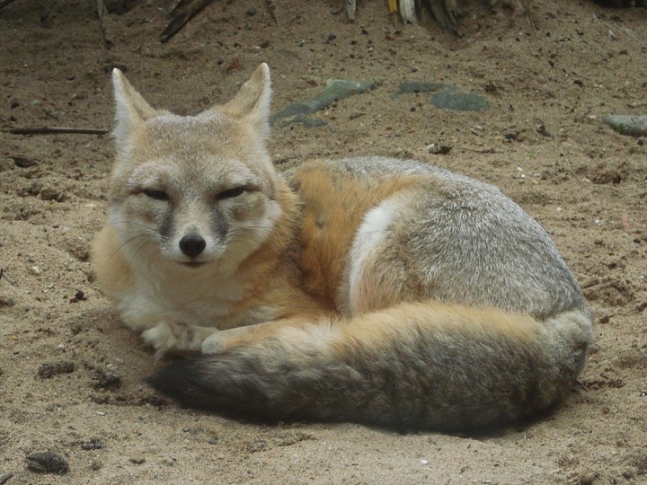 Zzz fox