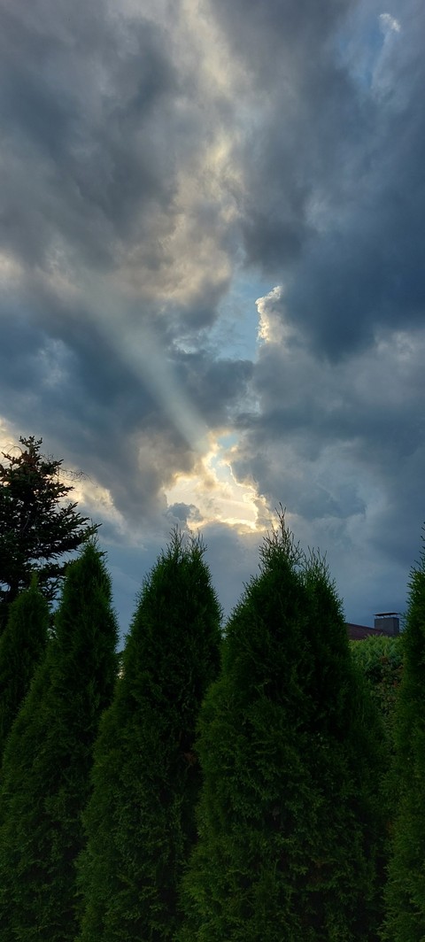 шпалери Cumulus, plant