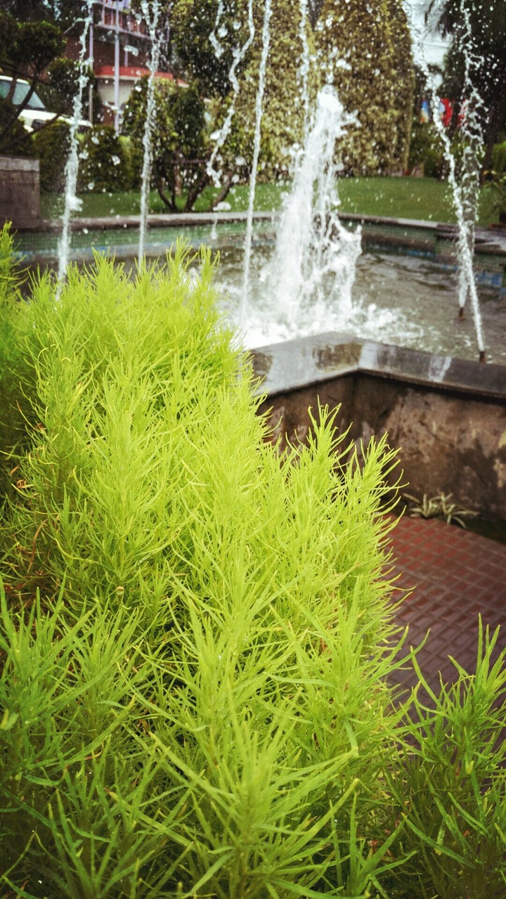 A plant and a fountain.