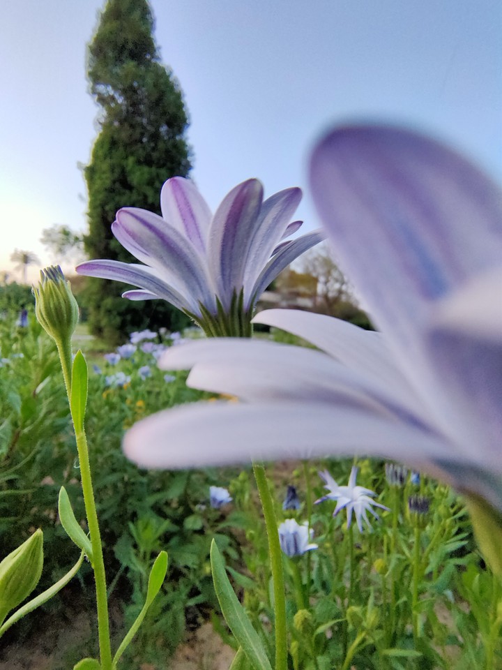 White Flowers at Sunset
