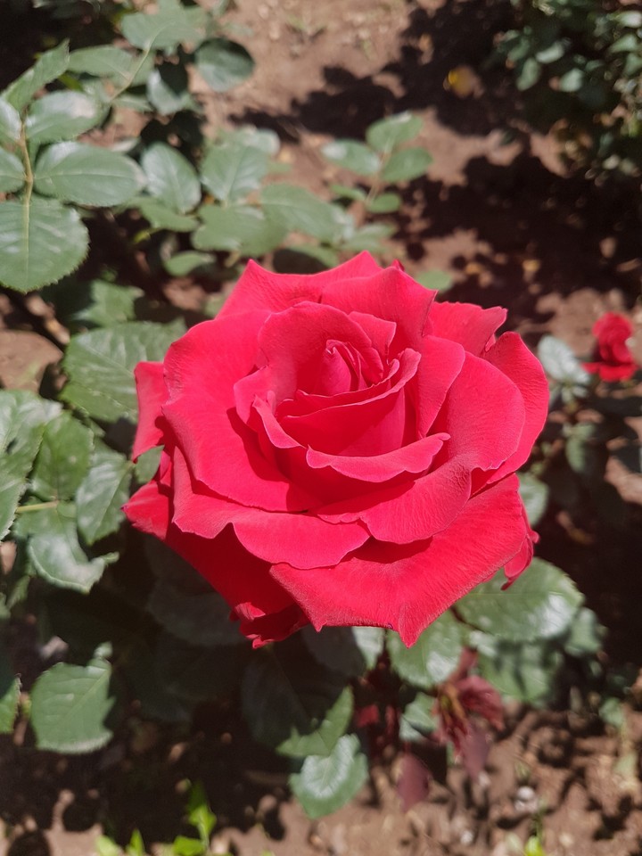 Rose rouge