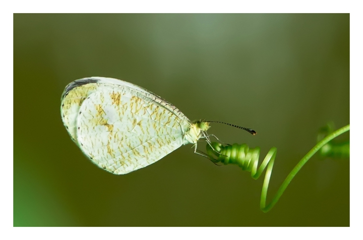 Butterflie
