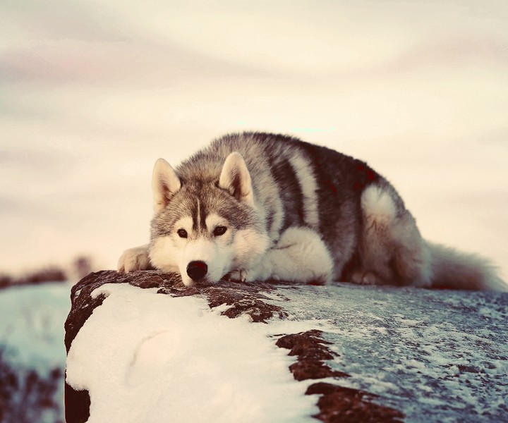 huski