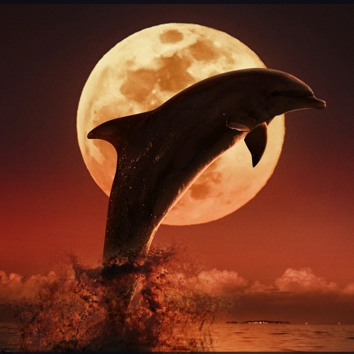 moon's dolphin