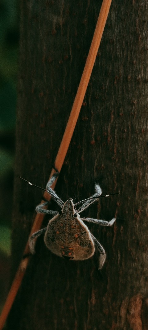 insects