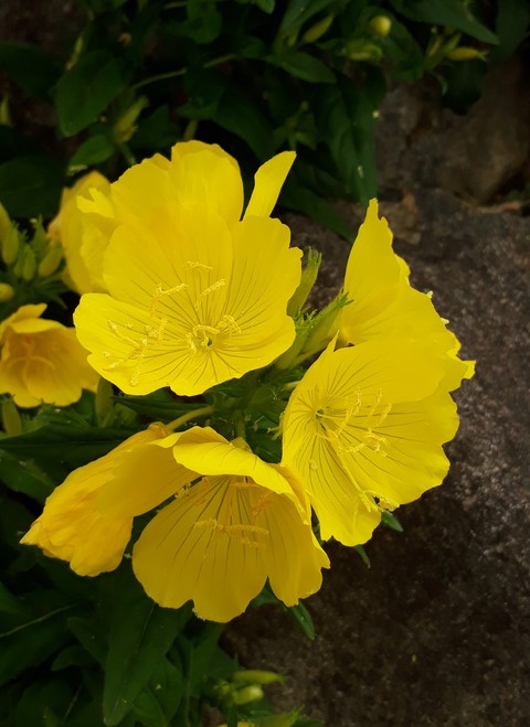 evening primrose 3
