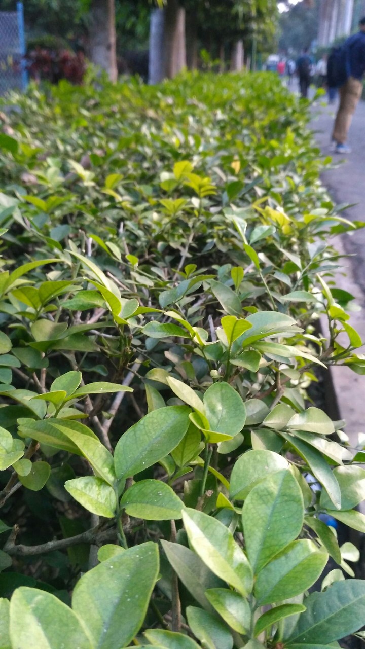 green world