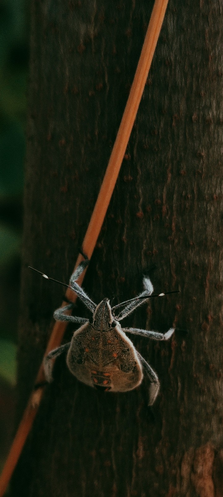 insects