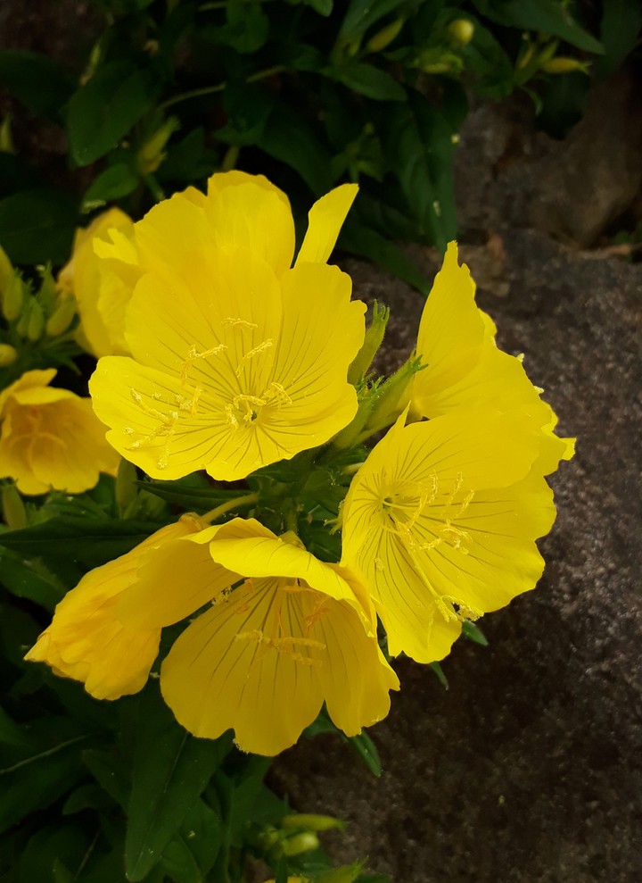 evening primrose 3