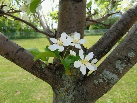тапети twig, Blossom