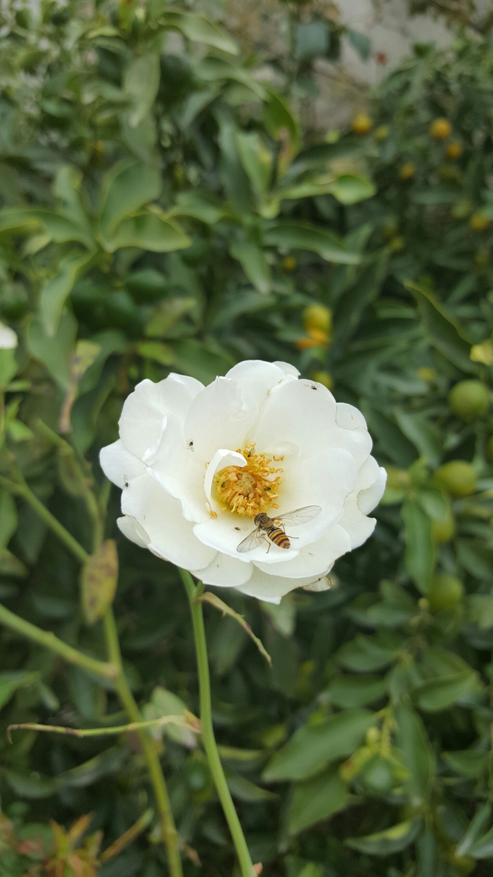 flower