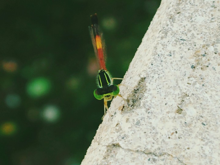 Grasshopper