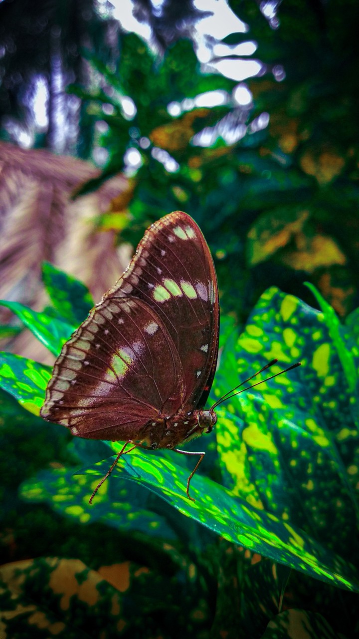 butterfly on green plant