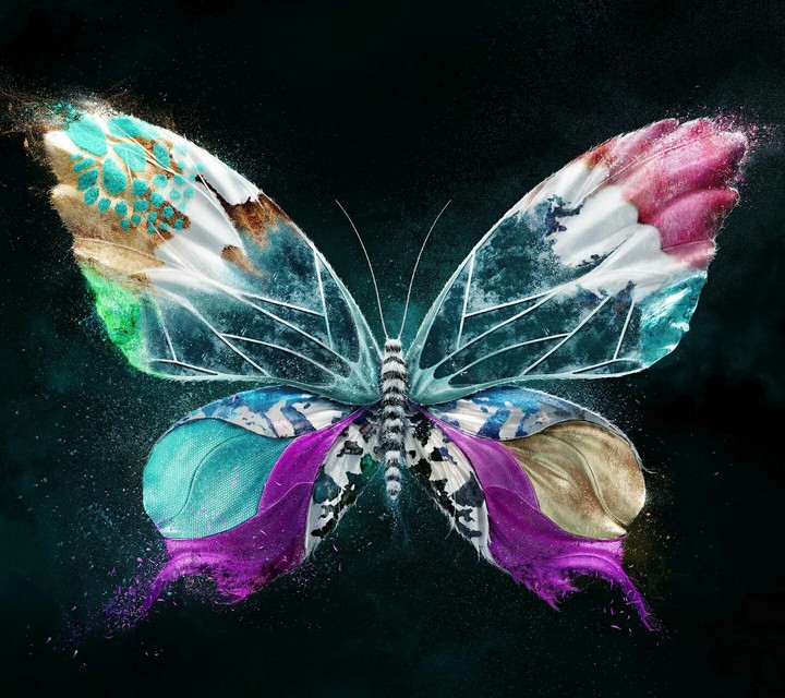 Butterfly