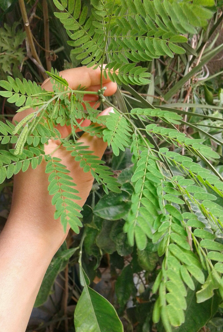 from my little garden ??