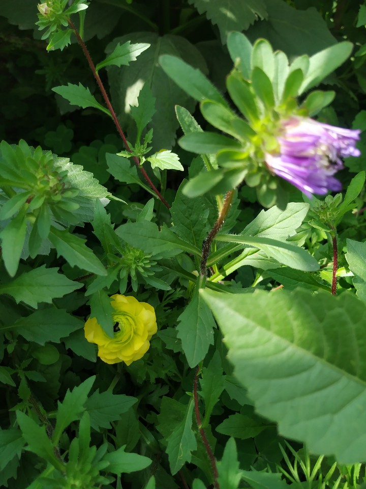 flowers