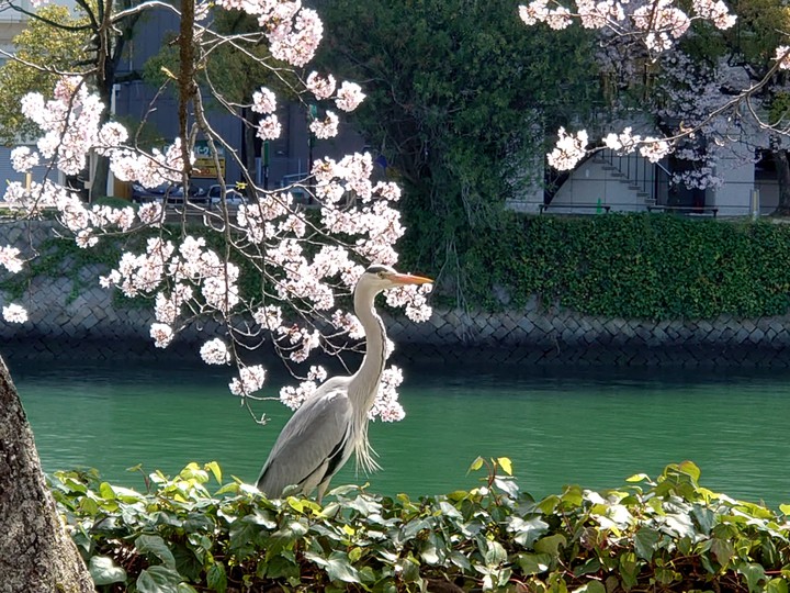 春散歩