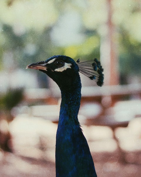 Peafowl