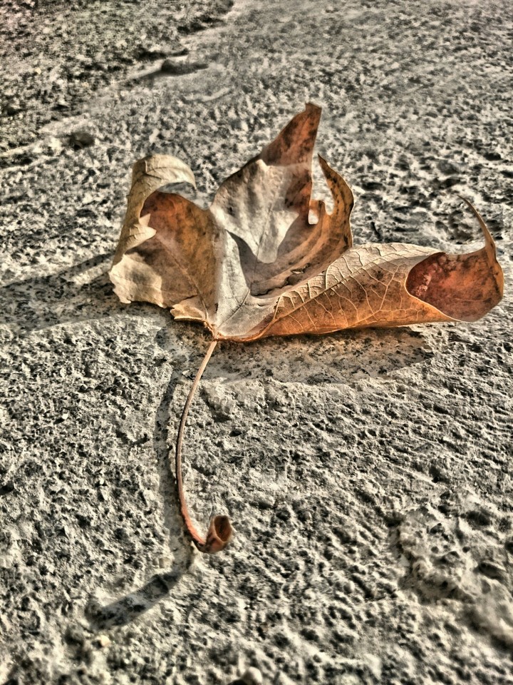 autumn