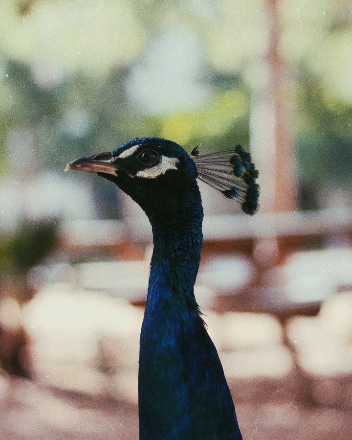 Peafowl