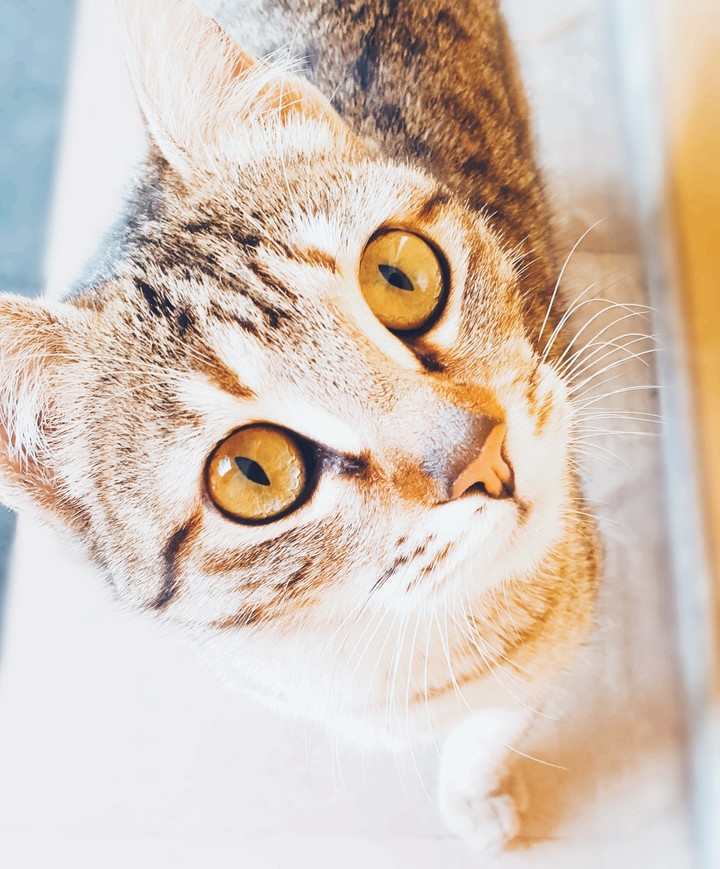 hello hooman
