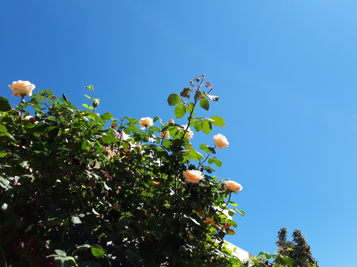 Roses