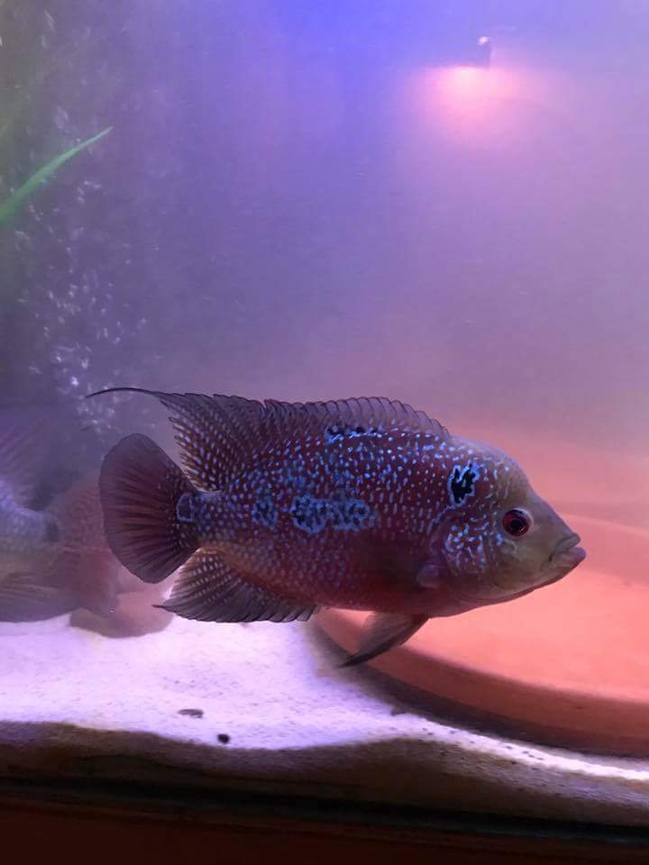 flowerhorn,