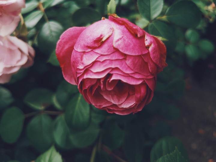 rose