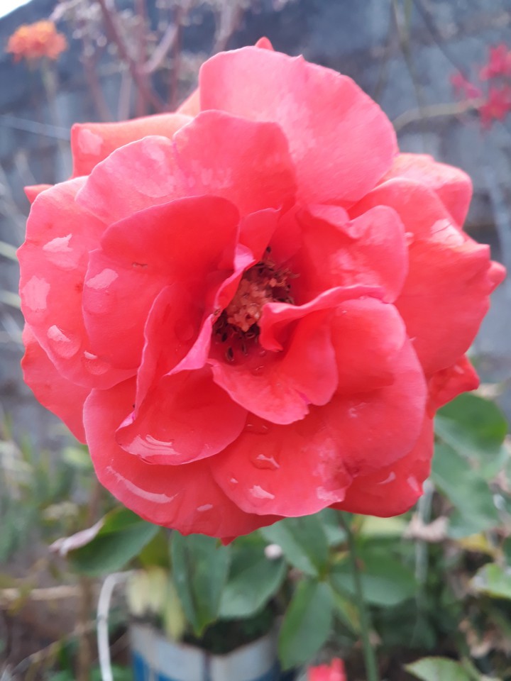 rosa