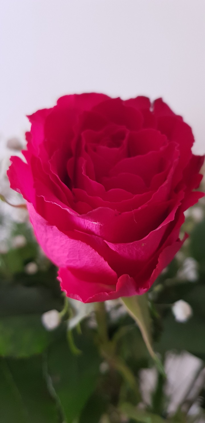 rosa