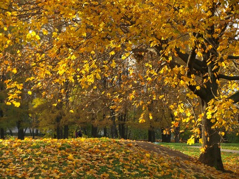 Autumn leaves