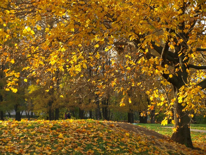 Autumn leaves