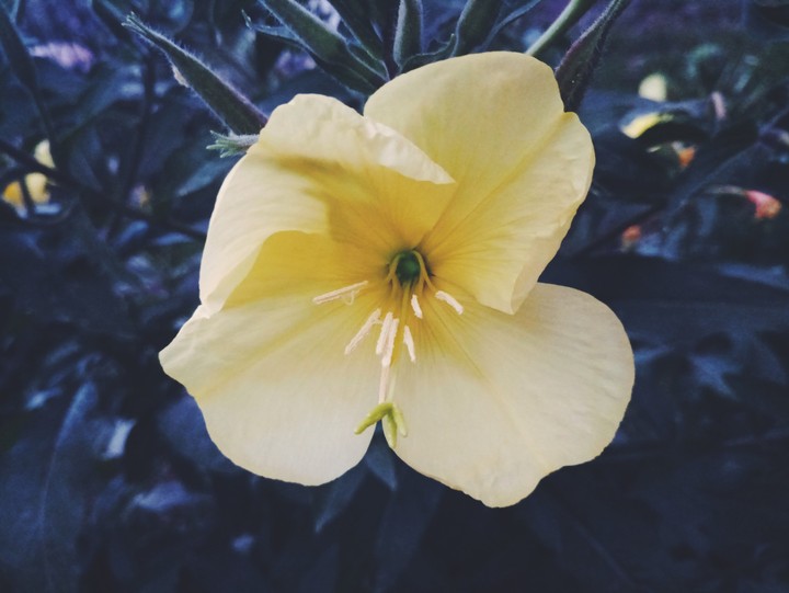 Yellow mood