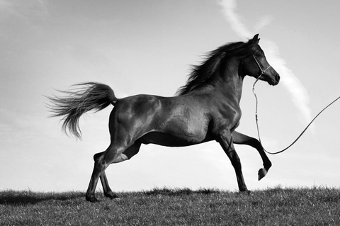 Arabian horse