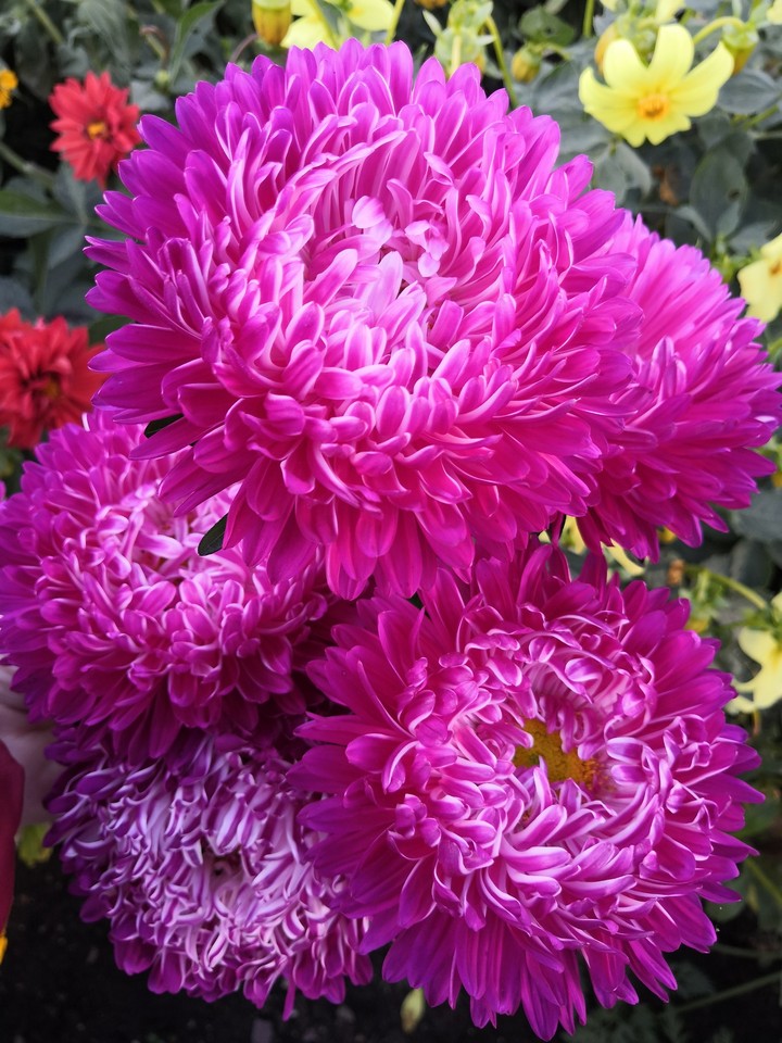 #flowers